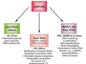 male-RNA-mapowanie-small-RNA
