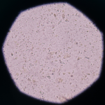 Panel URO-GENITAL 14